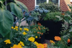 The Organic Gardener team harvests at each maintenance visit and places the food in the main lobby for residents to take home and enjoy. (Photo: Courtesy of The Organic Gardener)