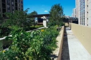 The AMLI River North garden is located on the residential rooftop along with other amenities like an outdoor kitchen and grilling stations. (Photos: Courtesy of The Organic Gardener)