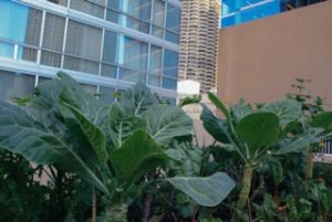 An organic urban agriculture project was a perfect fit for AMLI’s commitment to sustainability initiatives, including their LEED Green Building Certification. (Photo: Courtesy of The Organic Gardener)