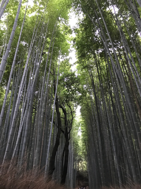 bamboo forest 1